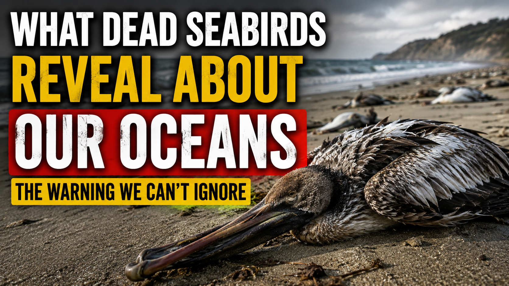 What Dead Seabirds Reveal About an Ocean in Trouble
