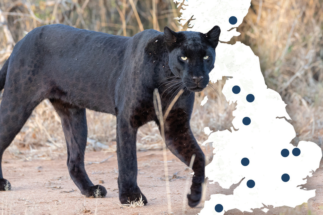 Why Are So Many Big Cats Being Seen Across the UK Why Are So Many Big Cats Being Seen Across the UK