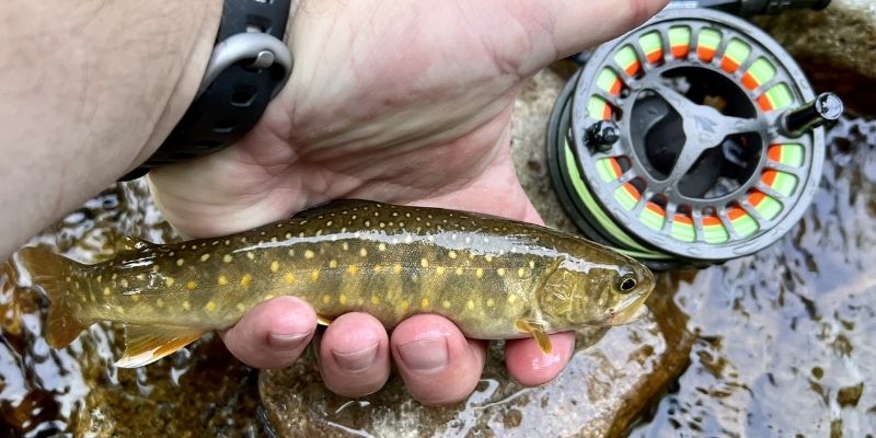Chasing Native Trout Across the American West