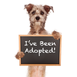 Thinking About Adoption a Dog? Read This First Thinking About Adoption a Dog? Read This First