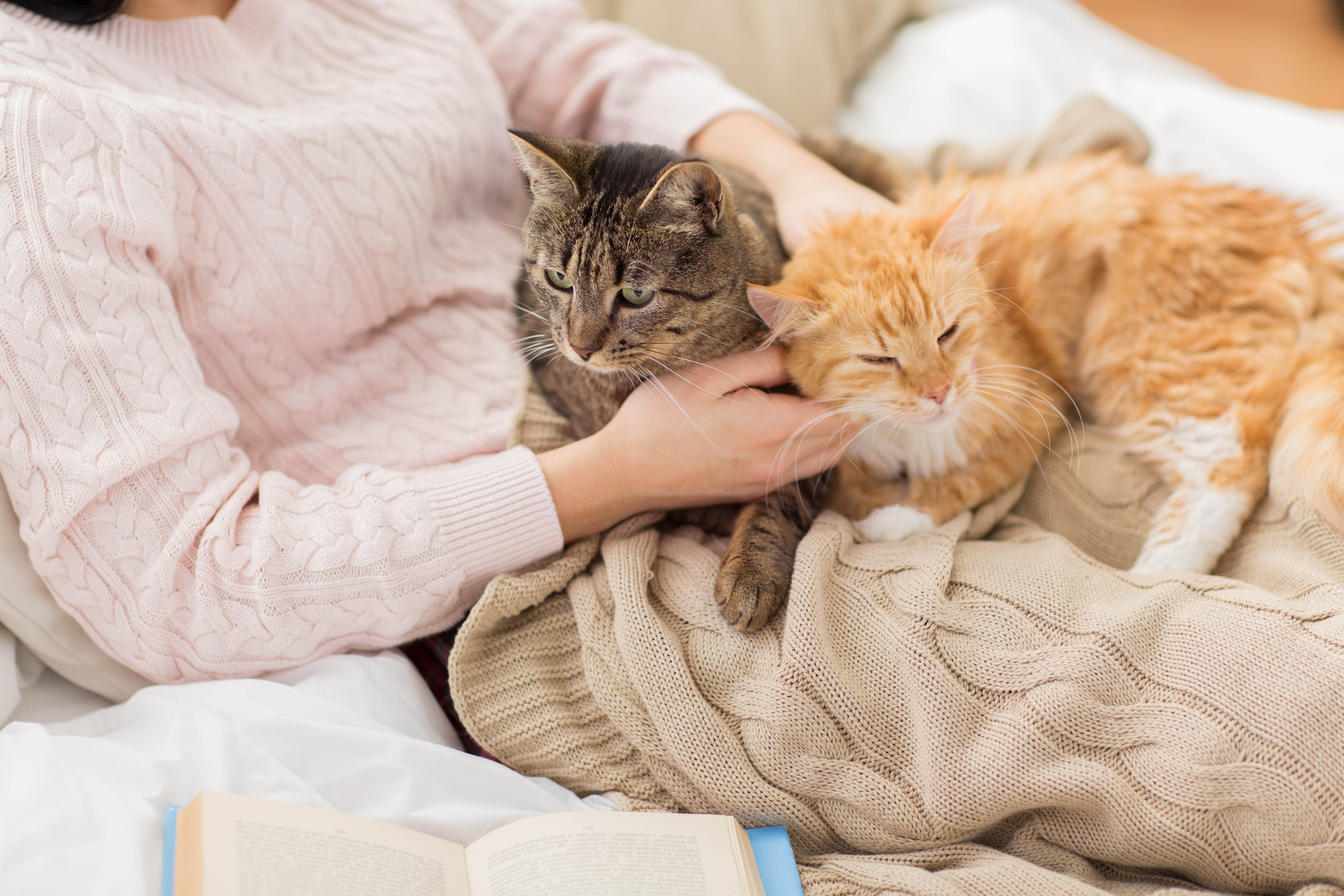 Feline Grimace Scale: How to Score Your Cat's Pain at Home
