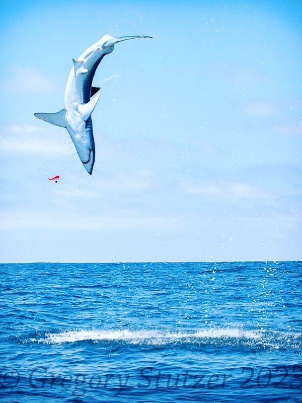 Hang Time: Mako Sharks on the Fly with Conway Bowman