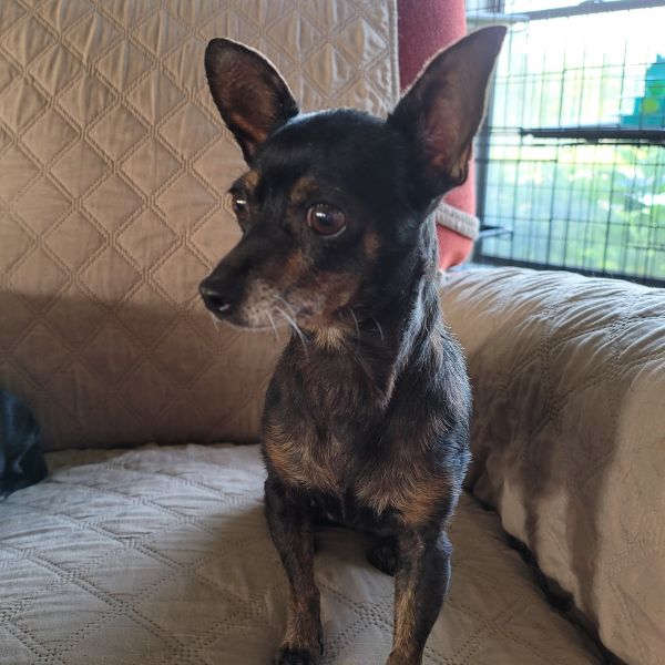 Is Your Senior Dog Just Getting Older, or Are They in Pain?