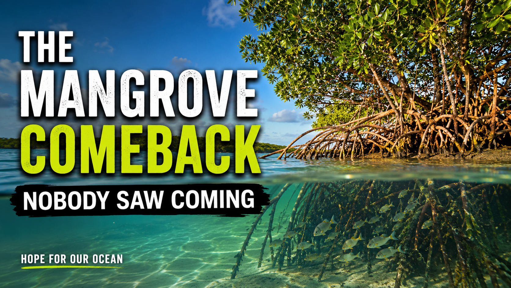The Mangrove Comeback Nobody Saw Coming