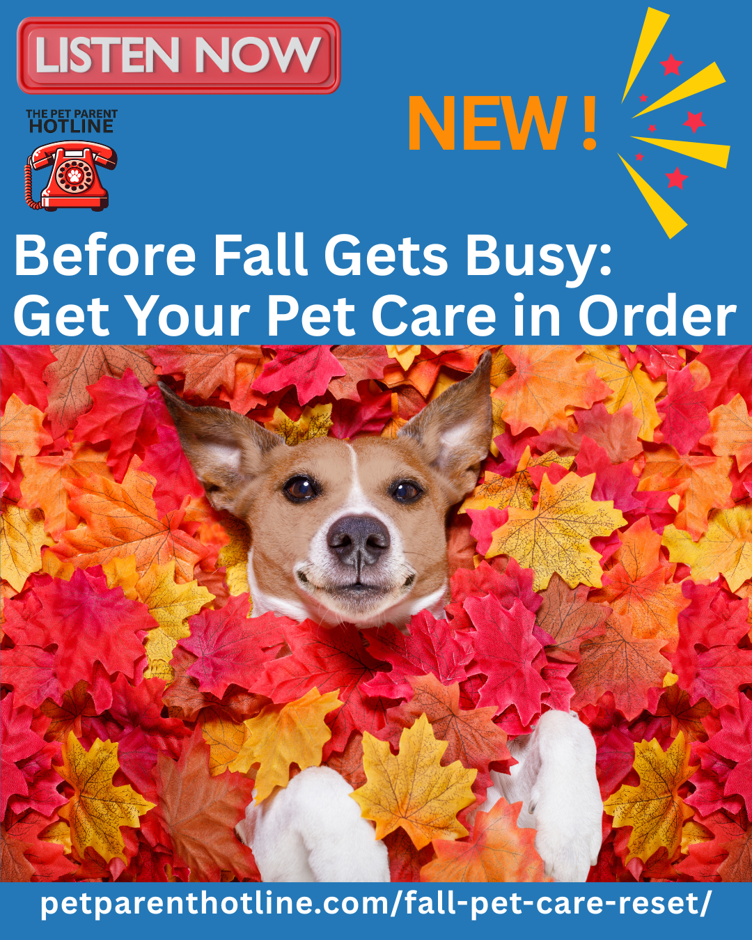 Your Fall Pet Care Reset: What’s Actually Worth Checking in September