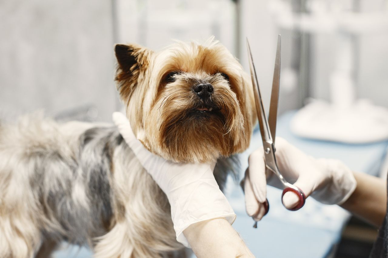 Stress-Free Grooming Is a Community Strategy Stress-Free Grooming Is a Community Strategy