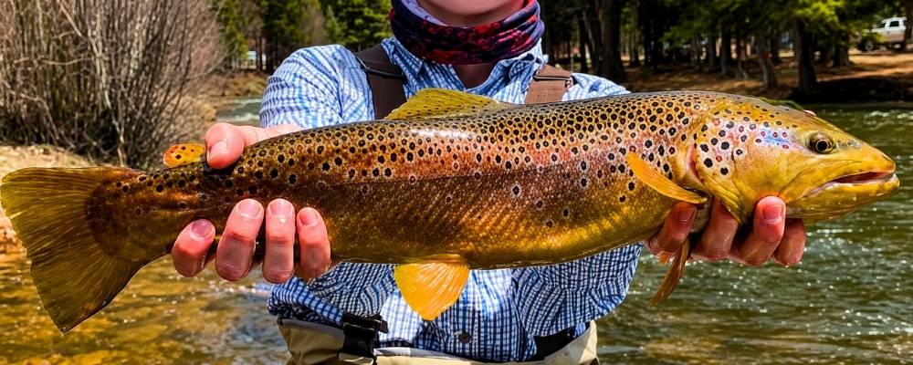 Hog Wild:  Fly Fishing Colorado's Taylor River
