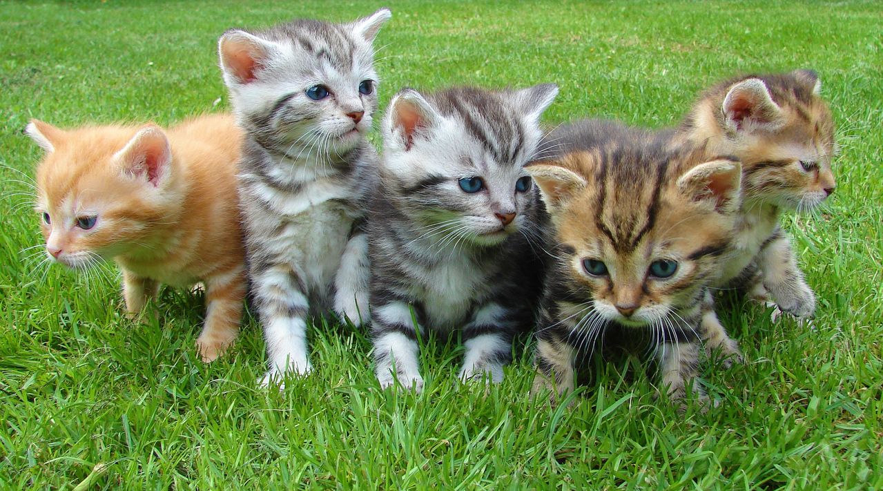 Cats, Coffee, and Conscious Franchising