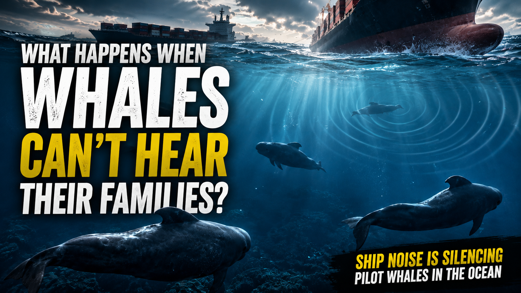 What Happens When Whales Can’t Hear Their Families?