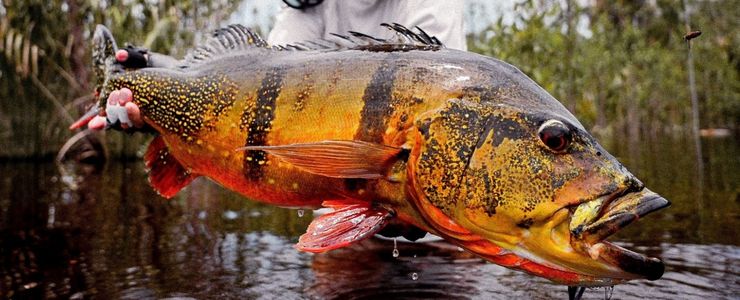 Where No Fly Has Gone Before: Peacock Bass in the Brazilian Amazon