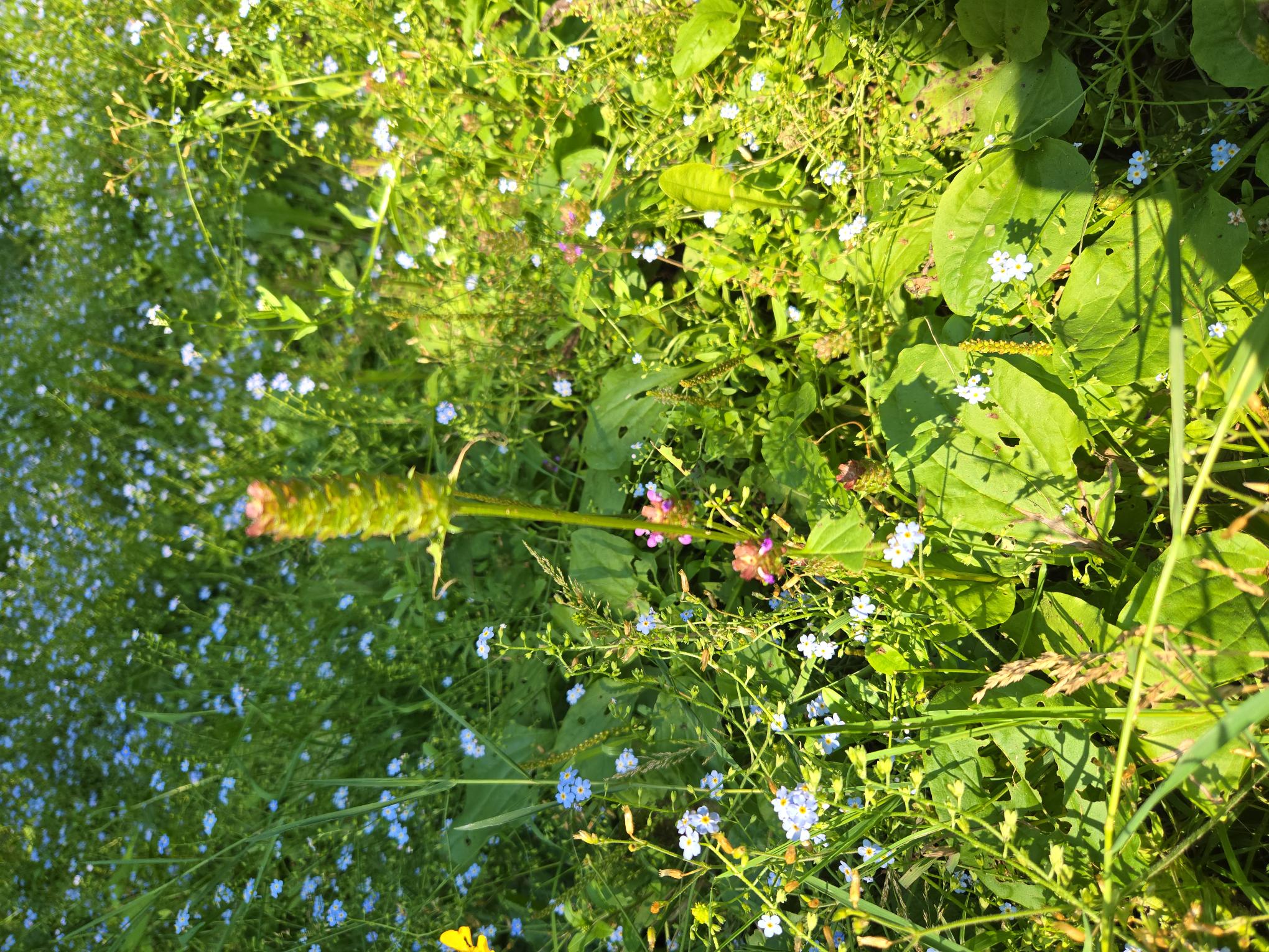 5.3 Shotgun in the Garden: food storage & food values