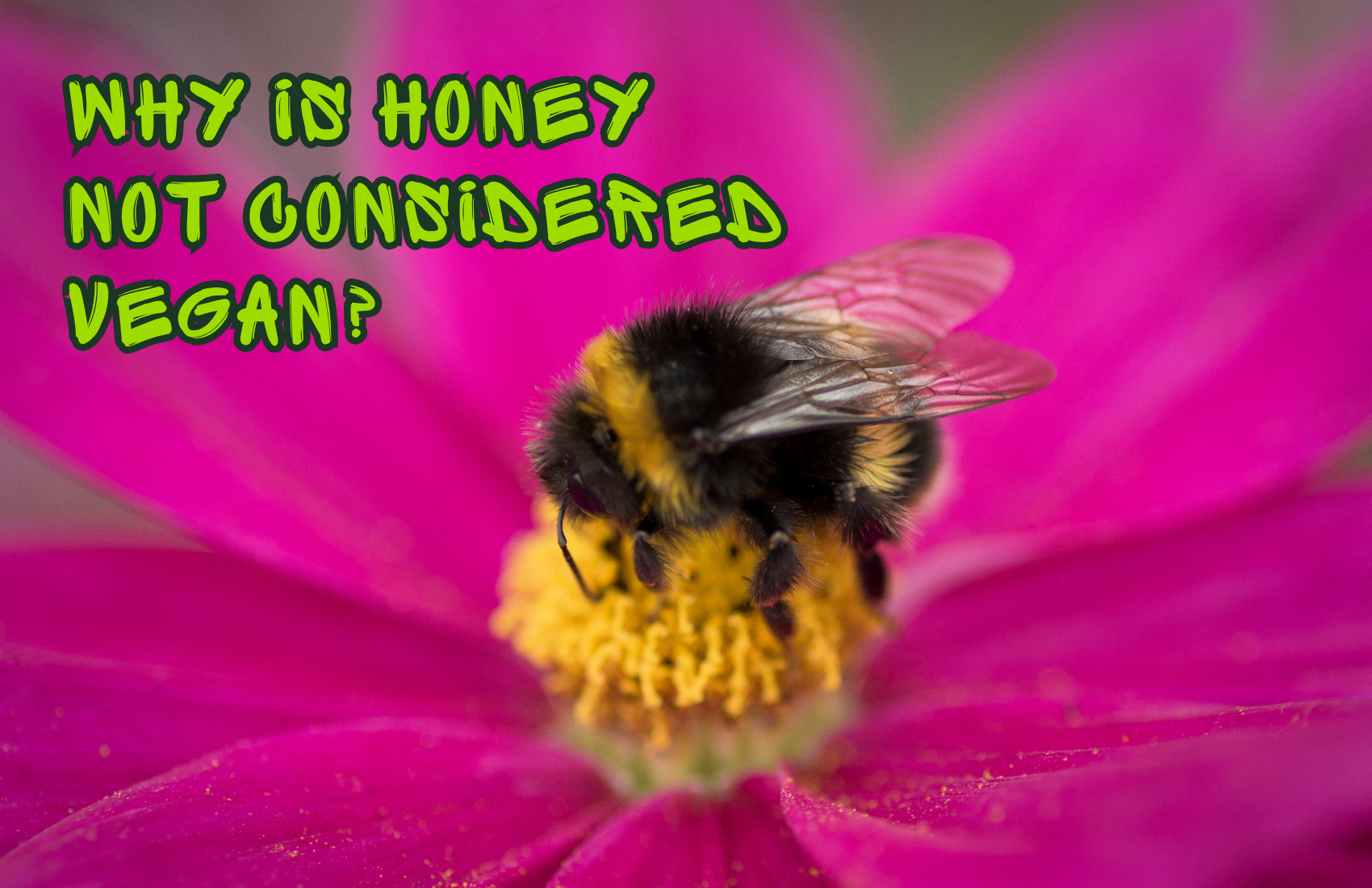 Why Isn't Honey Considered Vegan