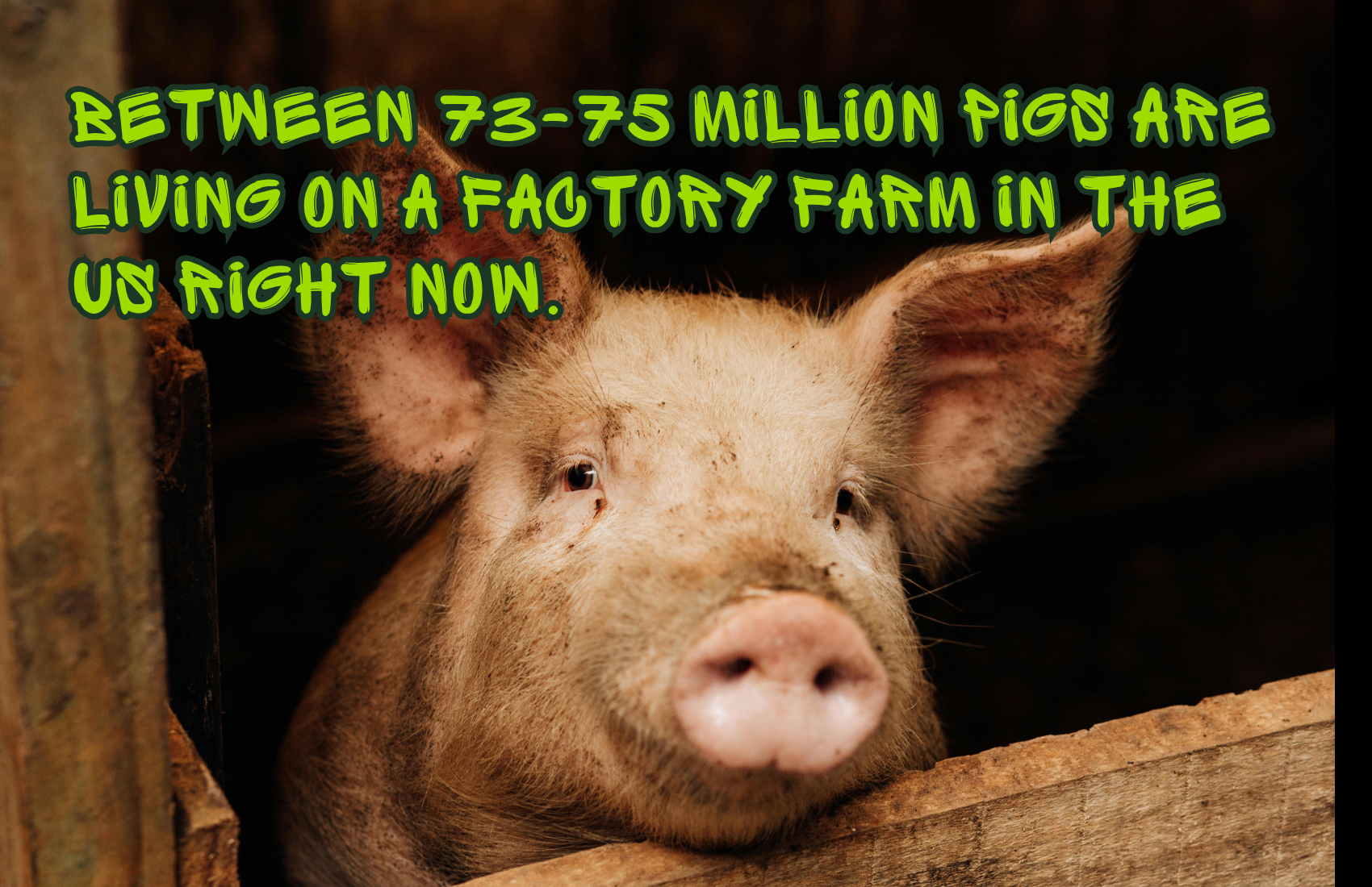 Factory Farms: The Pig's Story