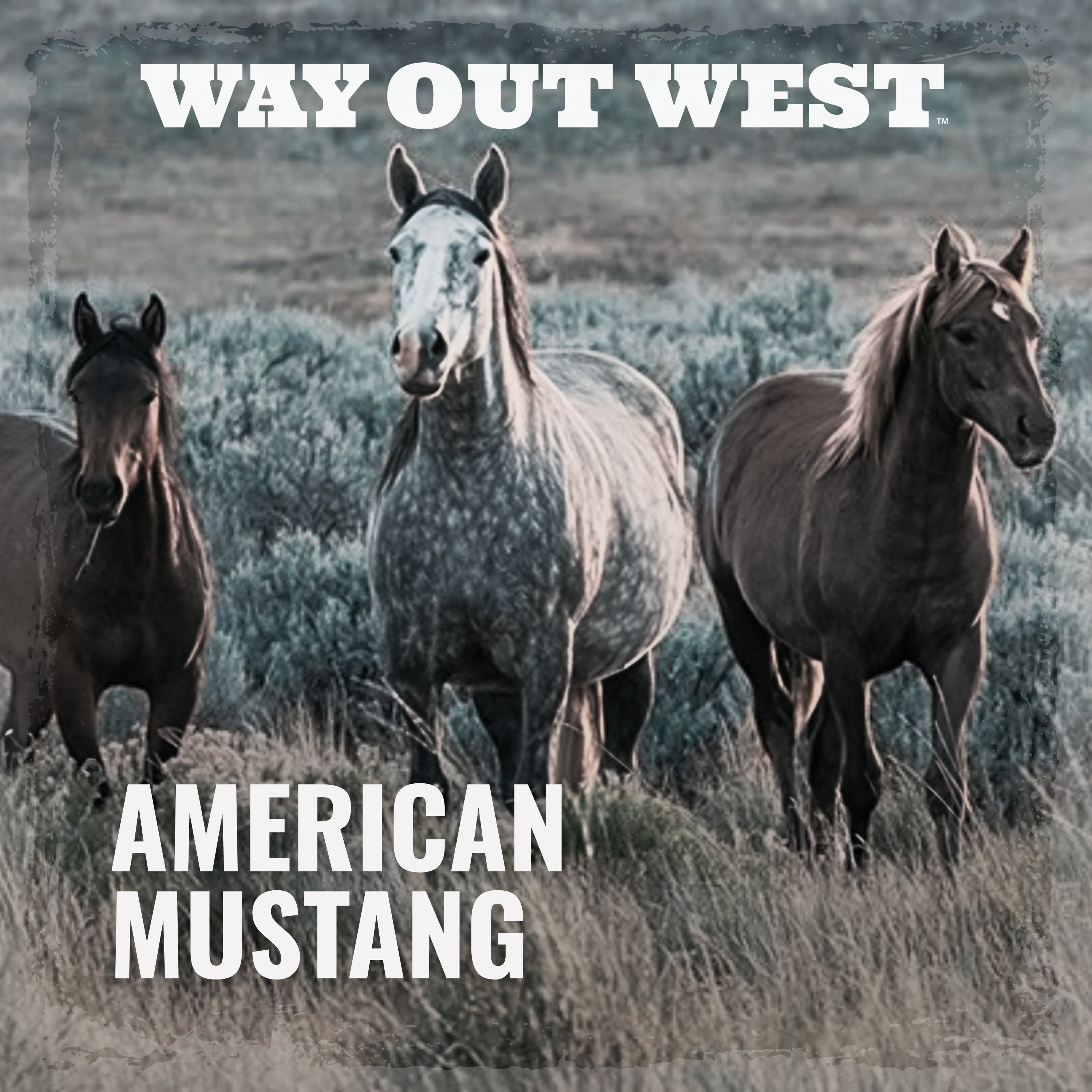 American Mustang: Legend vs. Reality